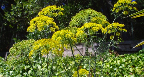 flowering dill weed