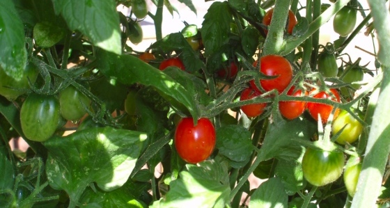 cherry tomatoes, nearly ripe