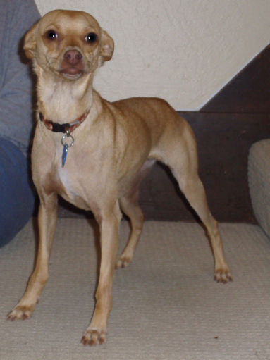 greyhound chihuahua dog