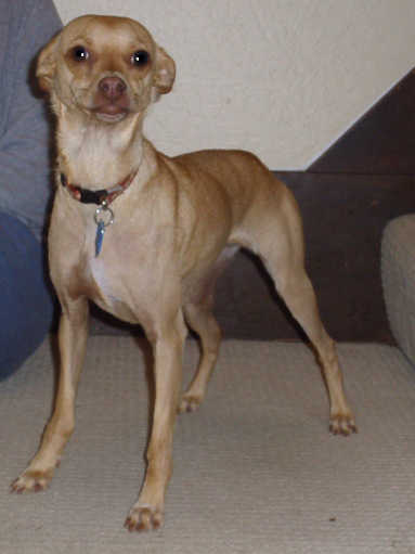 italian greyhound mixed with chihuahua